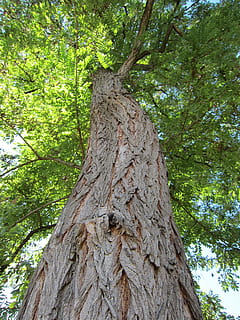 træ, bark, natur, log, plante, bagagerum, træstamme, lav vinkel visning, vækst, afdeling, dag, ingen mennesker, skønhed i naturen, tekstureret, jord, udendørs, ro, Skov, grøn farve, Brun, plante del, direkte under, træ baldakin, 4K, CC0, offentligt domæne, royaltyfrie