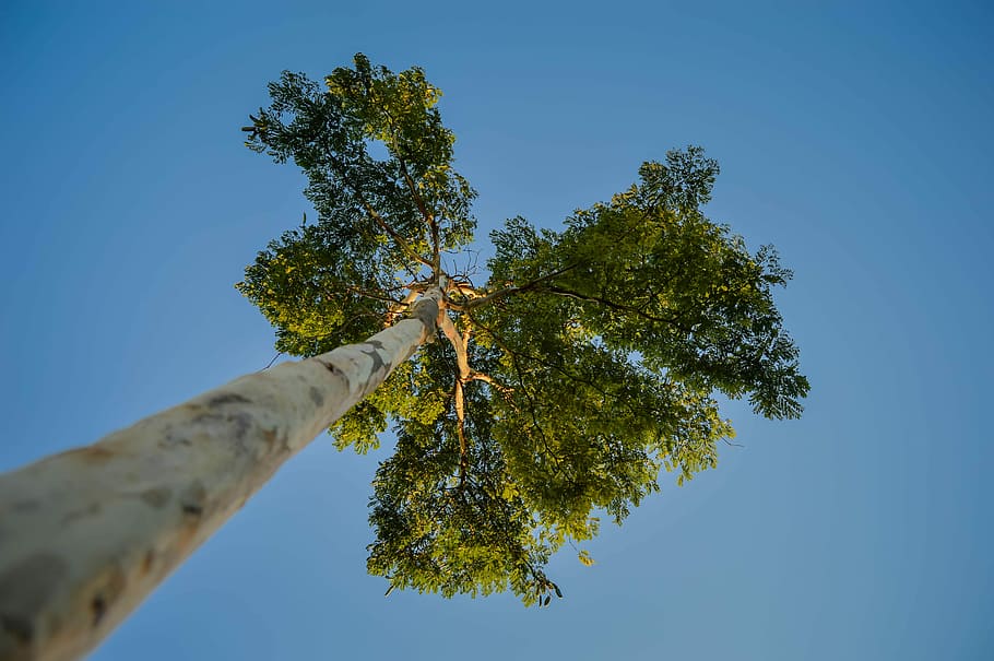 fotografie stromu, strom, nebe, modrý, vzhlížet, eucalyptu, rostlina, čisté nebe, nízký úhel pohledu, Příroda, den, venku, větev, nikdo, růst, závěsný, slunečního světla, přímo pod, zelená barva, kmen stromu, slunný, kufr, lano, 5K