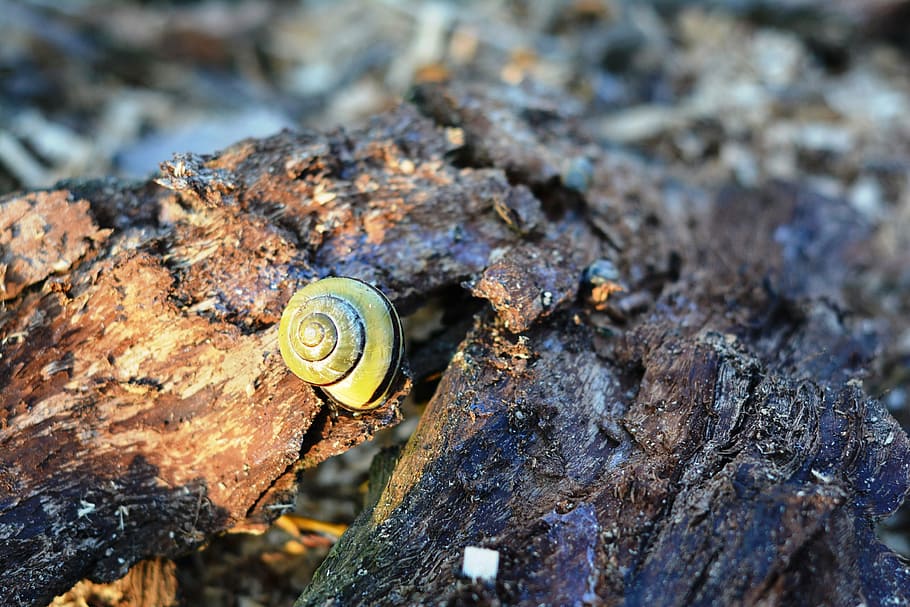 cargol, petxina de mar, l'escorça, gatejar, naturalesa, vieira, temes d'animals, fauna animal, animal, mol·lusc, animals a la natura, shell, invertebrat, closca d’animals, gasteròpode, primer pla, un animal, cap gent, textura, dia, material de fusta, espiral, sòlid, aspre, a l'aire lliure, 4K