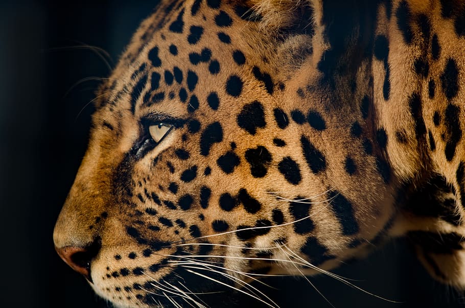 nærbillede fotografi, gepard, leopard, ekstremt tæt, øje, kat, feline, snigende, dyr, et dyr, dyre temaer, dyreliv, stor kat, dyr i naturen, pattedyr, ingen mennesker, tæt på, fik øje på, dyr markeringer, carnivora, dyr kropsdel, leder, kigger væk, hvirveldyr, fokus på forgrunden, dyr hoved, bakkenbart, undomesticated cat, sort baggrund, dyr øje, 4K