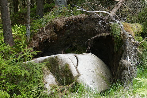 roccia, albero, radice, foresta, rovesciato, pianta, natura, terra, bellezza nella natura, crescita, colore verde, nessuno, solido, la tranquillità, roccia - oggetto, giorno, scenics - natura, scena tranquilla, scena non urbana, erba, acqua, all'aperto, acqua corrente, fluente, 5K, CC0, dominio pubblico, privo di copyright
