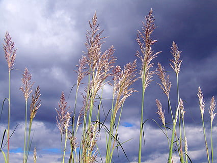 gras, lang, wolken, hemel, landschap, weide, park, bewolkt, bewolking, milieu, buitenshuis, natuur, platteland, prairie, prairies, natuurlijk, vegetatie, sereen, toneel-, groei, fabriek, wolk - lucht, schoonheid in de natuur, kalmte, geen mensen, dag, focus op de voorgrond, land-, veld-, rustige scène, detailopname, plant stengel, gewas, scenics - natuur, zonlicht, lage hoekweergave, stengel, timothy gras, 2K, CC0, publiek domein, royaltyvrij