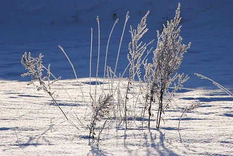 nieve, invierno frio, frío, invierno, naturaleza, temperatura fría, al aire libre, azul, planta, tranquilidad, belleza en la naturaleza, nadie, día, tierra, el color blanco, planta seca, planta muerta, paisajes - naturaleza, escena tranquila, congelado, cubierta, luz del sol, árbol, 2K, CC0, dominio público, libre de derechos
