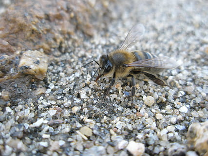bi, bier, insekter, dyr, et dyr, dyreliv, dyr i naturen, dyre temaer, hvirvelløse, insekt, selektiv fokusering, solid, natur, ingen mennesker, dag, tæt på, sten - objekt, klippe, udendørs, grus, dyr kropsdel, rock-objekt, dyrefløj, rullesten, 2K, CC0, offentligt domæne, royaltyfrie