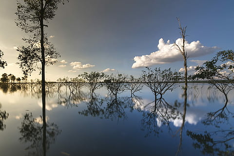 body, water, trees, sunset, outdoor, tree, background, nice, natural, green, beauty, sky, full color, plant, travel, spring, season, scenery, outdoors, neck, single, the sun, reflect, impressive, the park, tropical, forest, scene, autumn, scenic, wave, the morning, alone, sunrise, sad, reflection, cloud - sky, tranquility, beauty in nature, lake, tranquil scene, scenics - nature, nature, no people, day, non-urban scene, branch, waterfront, idyllic, reflection lake, 5K, CC0, public domain, royalty free