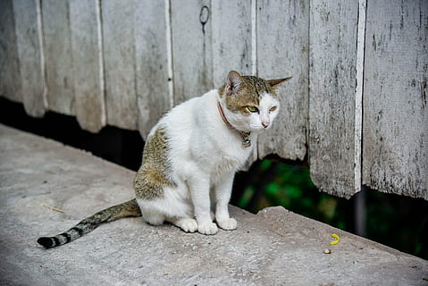 Katze, Tempel Katze, süß, hartnäckig, zierlich, Säugetier, Tierthemen, Hauskatze, ein Tier, Tier, Haustiere, katzenartig, inländisch, Wirbeltier, keine Leute, Sitzung, Wandbau - Funktion, suchen, Seitenansicht, Holz - Material, in voller Länge, Tag, Stehen, Whisker, Beton, 5K, CC0, gemeinfrei, lizenzfrei