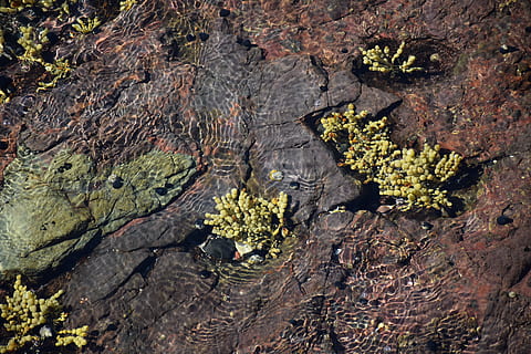 alge, pisică, evaluare, plajă, ocean, natură, mușchi, obiect de rocă, fundaluri, geologie, a închide, lichen, texturată, nici o persoana, zi, plantă, copac, stâncă, creştere, solid, trunchi de copac, în aer liber, trompă, stare brută, frumusețe în natură, vedere în unghi mare, cadru complet, latra, 5K, CC0, domeniu public, fără drepturi de autor