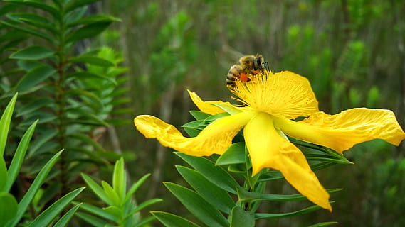 blomst, Bie, nektar, Belize, sommer, blomstrende plante, dyre temaer, dyr, gul, dyreliv, anlegg, dyr i naturen, virvelløse, insekt, skjørhet, skjønnhet i naturen, petal, friskhet, ett dyr, blomsterhodet, sårbarhet, nærbilde, natur, pollinering, ingen folk, utendørs, våren, pollen, 5K, CC0, offentlig domene, opphavsrett gratis