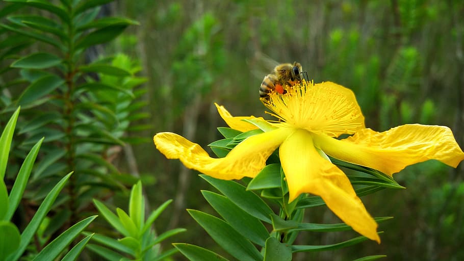 flor, abella, nèctar, belize, estiu, planta amb flors, temes d'animals, animal, groc, fauna animal, planta, animals a la natura, invertebrat, insecte, fragilitat, bellesa a la natura, pètal, frescor, un animal, cap de flor, vulnerabilitat, primer pla, naturalesa, polinització, cap gent, a l'aire lliure, primavera, pol·len, 5K