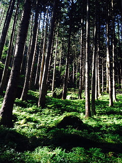 foresta, sole, allagato, grande, alberi, verde, arte, selvaggio, deserto, pianta, albero, terra, tronco, tronco d'albero, la tranquillità, bellezza nella natura, crescita, natura, bosco, nessuno, scena tranquilla, scenics - natura, giorno, luce del sole, all'aperto, erba, colore verde, scena non urbana, bambù - pianta, 2K, CC0, dominio pubblico, privo di copyright