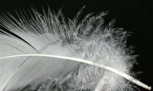 forår, fjer, fnug, hvid, fluffy, fjer fluff, blød, fugl fjer, fluffity, filigran, fugl, tæt på, makro, blødhed, letvægt, natur, sort farve, sort baggrund, nat, ingen mennesker, kurve, skønhed i naturen, bevægelse, plante, studio skud, lang eksponering, hastighed, sløret bevægelse, abstrakt, udendørs, lys spor, græs, hvid farve, miljø, 4K, CC0, offentligt domæne, royaltyfrie