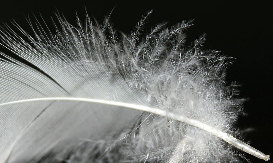primavera, ploma, fluff, blanc, esponjós, plomes de plomes, suau, ploma d’ocells, fluffity, filigrana, ocell, primer pla, macro, suavitat, lleuger, naturalesa, color negre, fons negre, nit, cap gent, corba, bellesa a la natura, moviment, planta, tir de l'estudi, exposició llarga, velocitat, moviment borrós, resum, a l'aire lliure, sender lleuger, herba, Color blanc, medi ambient, 4K