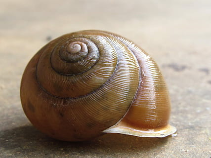 guscio di chiocciola, vuoto, lumaca, conchiglia, un animale, natura, temi animali, gasteropode, animali allo stato selvatico, fauna selvatica, guscio di animale, animale, avvicinamento, mollusco, invertebrato, spirale, concentrarsi sulle conoscenze acquisite, nessuno, giorno, modello naturale, modello, terra, 4K, CC0, dominio pubblico, privo di copyright