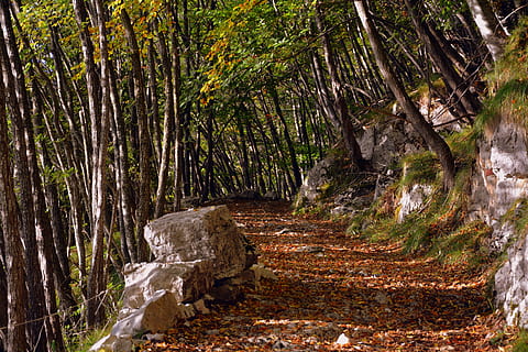 escursione, foresta, autunno, pista, montagna, il percorso europeo, e5, Lessinia, Italia, albero, pianta, terra, la tranquillità, natura, bellezza nella natura, giorno, crescita, nessuno, tronco, tronco d'albero, scena tranquilla, roccia, solido, roccia - oggetto, scenics - natura, scena non urbana, all'aperto, bosco, acqua corrente, 5K, CC0, dominio pubblico, privo di copyright