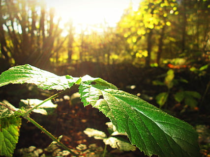 Blatt, Sonne, Wald, reflektiert, Strahlen, reflektierte Strahlen, Natur, Bäume, Sonnenlicht, grüne Farbe, Wachstum, Tag, Pflanze, Pflanzenteil, Schönheit in der Natur, Fokus auf den Vordergrund, Baum, Nahansicht, Ruhe, Land, keine Leute, draußen, Sonnenstrahl, Feld, Linseneffekt, 4K, CC0, gemeinfrei, lizenzfrei