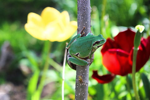 granota, primavera, tulipa, planta, planta amb flors, flor, frescor, creixement, primer pla, bellesa a la natura, naturalesa, centrar-se en primer pla, cap gent, temes d'animals, fragilitat, dia, fauna animal, animal, color verd, vulnerabilitat, pètal, un animal, inflorescència, cap de flor, a l'aire lliure, 4K, CC0, domini públic, lliure de regalies