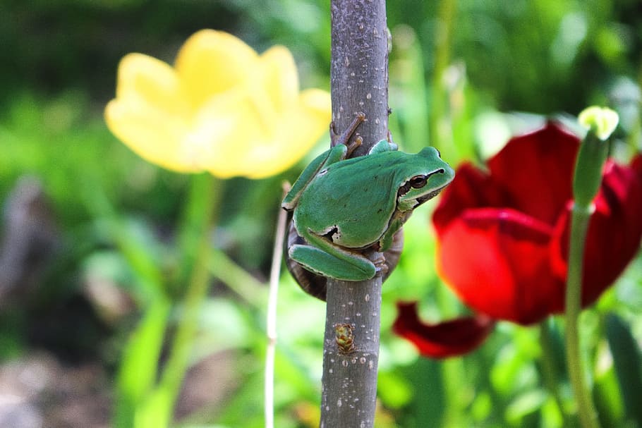 granota, primavera, tulipa, planta, planta amb flors, flor, frescor, creixement, primer pla, bellesa a la natura, naturalesa, centrar-se en primer pla, cap gent, temes d'animals, fragilitat, dia, fauna animal, animal, color verd, vulnerabilitat, pètal, un animal, inflorescència, cap de flor, a l'aire lliure, 4K