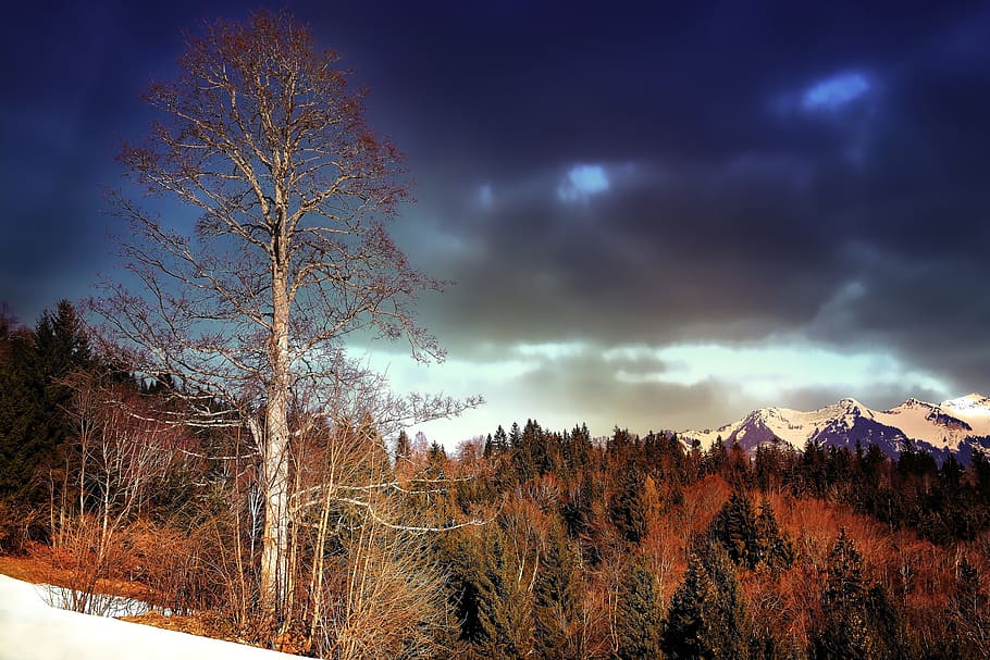 landskap, fjellene, skog, trær, gammelt tre, snø, belysning, himmel, skyer, vær stemning, tre, anlegg, sky - himmel, naturskjønnhet - natur, skjønnhet i naturen, fjell, miljø, natur, rolig scene, vinter, ro, land, ingen folk, høst, kaldtemperatur, utendørs, furutre, snødekte fjell, endring, furuskog, nåletre, fjelltopp, 5K