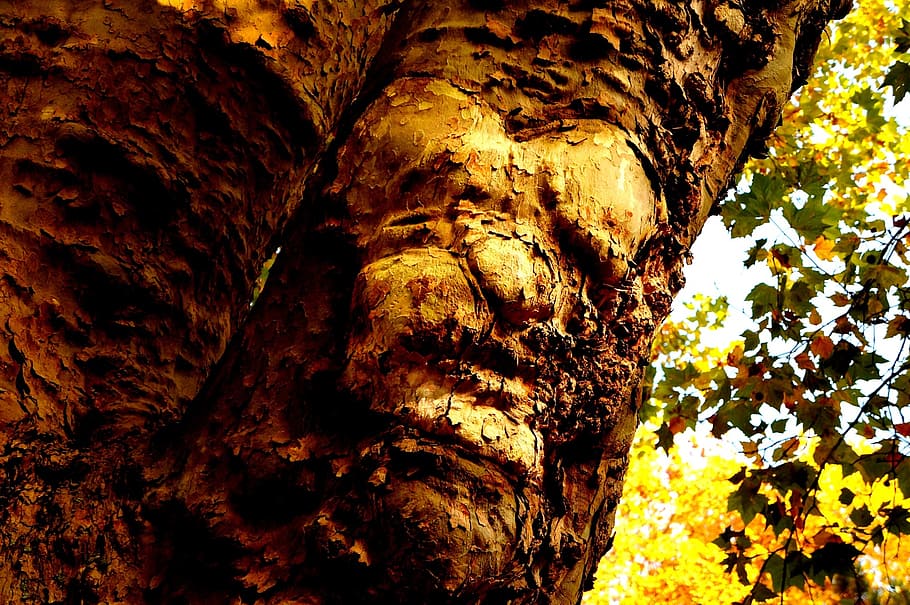 naturalesa, arbre, tribu, registre, arbre vell, cara d’arbre, fantasia, esperit, esperit de la natura, vell, fusta, mort, nodrit, pareidolia, bosc, tronc, tronc de l'arbre, planta, aspre, cap gent, textura, creixement, dia, vista d’angle baix, primer pla, escorça, a l'aire lliure, bellesa a la natura, patró, patró natural, rock, tranquil·litat, marró, directament a sota, condició natural, 1080P