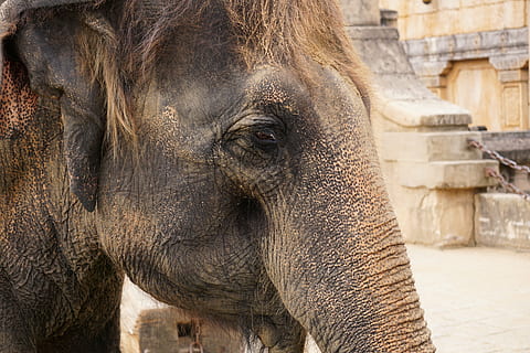 elephant, structure, tusks, ivory, wrinkled, skin, animals, elephant skin, fold, wilderness, brown, pattern, close, nature, texture, frown, wild animal, ruesseltier, asia, asian elephant, hair, hoof, animal themes, animal, one animal, mammal, vertebrate, animal wildlife, animals in the wild, animal body part, no people, day, focus on foreground, architecture, built structure, outdoors, indian elephant, zoo, close-up, travel, animal head, animal trunk, herbivorous, 5K, CC0, public domain, royalty free