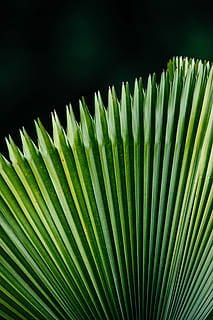 makro fotografie, rostlina saribus rotundifolius, zelený list, list, vzor, Příroda, výzdoba, rostlina, venku, temný, zelená, řádek, opakování, fanoušek, zelená barva, palmový list, rostlinné části, růst, palma, nikdo, detail, tropické klima, krása v přírodě, vějířovitý, slunečního světla, strom, přírodní vzor, pozadí, botanika, deštný prales, 5K, CC0, veřejná doména, bez autorských práv