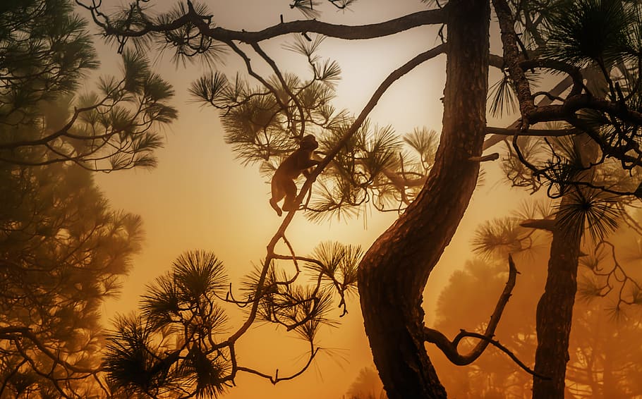 boira, arbre, mico, silueta, naturalesa, viatjar, increïble, tropical, llum solar, animal, vida salvatge, bosc, planta, posta de sol, branca, cel, bellesa a la natura, tranquil·litat, escena tranquil·la, tronc de l'arbre, tronc, creixement, escenics - natura, cap gent, sol, escena no urbana, idíl·lic, a l'aire lliure, color taronja, 5K