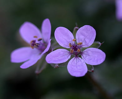 flower, wild, pink, tiny, plant, nature, flowering plant, fragility, beauty in nature, vulnerability, freshness, petal, growth, close-up, purple, inflorescence, no people, flower head, focus on foreground, day, outdoors, beauty, photosynthesis, purity, 1080P, CC0, public domain, royalty free