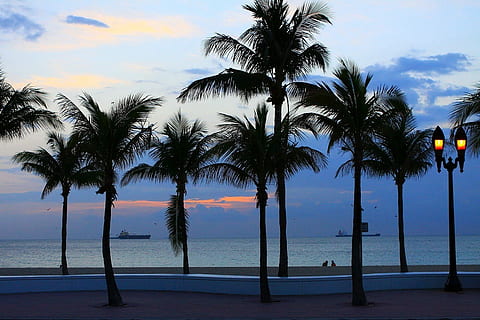 nucă de cocos, mare, gri, cer, copaci, plajă, copac, palmier, nori, ocean, zori de zi, zori, navă, florida, nor - cer, nici o persoana, climat tropical, apă, frumusețe în natură, scenice - natura, natură, plantă, orizontul peste apă, liniște, teren, trunchi de copac, o scenă liniștită, trompă, în aer liber, palmier de cocos, copac tropical, piscina, 720P, CC0, domeniu public, fără drepturi de autor