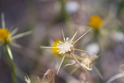 brigade des stupéfiants, la nature, fleur, macro, Couleur, printemps, aiguille, croissance, fragilité, plante, jaune, plante à fleurs, fraîcheur, beauté dans la nature, vulnérabilité, fermer, tête de fleur, mise au point sélective, inflorescence, se concentrer sur le premier plan, personne, journée, pétale, en plein air, violet, 5K, CC0, domaine public, libre de droits