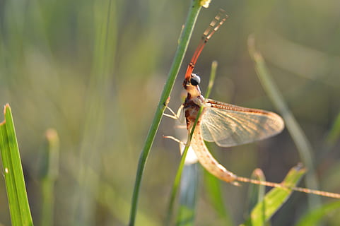 estate, macro, insetto, libellula, selvaggio, naturale, vicino, all'aperto, natura, verde, piccolo, erba, vita, invertebrato, fauna selvatica, temi animali, animale, un animale, animali allo stato selvatico, pianta, avvicinamento, concentrarsi sulle conoscenze acquisite, giorno, colore verde, nessuno, ala animale, crescita, bellezza nella natura, messa a fuoco selettiva, parte vegetale, filo d'erba, 5K, CC0, dominio pubblico, privo di copyright