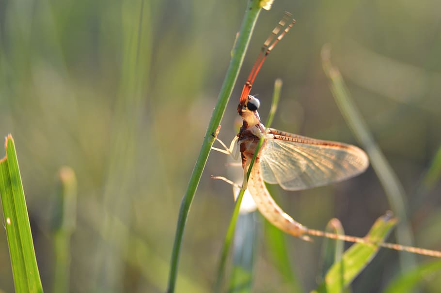 estate, macro, insetto, libellula, selvaggio, naturale, vicino, all'aperto, natura, verde, piccolo, erba, vita, invertebrato, fauna selvatica, temi animali, animale, un animale, animali allo stato selvatico, pianta, avvicinamento, concentrarsi sulle conoscenze acquisite, giorno, colore verde, nessuno, ala animale, crescita, bellezza nella natura, messa a fuoco selettiva, parte vegetale, filo d'erba, 5K