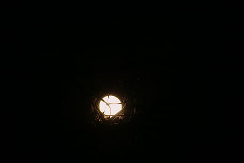 Luna, luz de la luna, árbol, noche, cielo, Luna llena, completo, oscuro, misterioso, naturaleza, escalofriante, fantasía, bosque, surrealista, aventuras, sombra, horripilante, árboles forestales, follaje, al aire libre, místico, copia espacio, iluminado, nadie, equipo de iluminación, forma geometrica, adentro, circulo, luz - fenómeno natural, vista de ángulo bajo, forma, electricidad, bombilla, brillante, agujero, cuarto doméstico, fondo negro, lámpara eléctrica, ligero, 5K, CC0, dominio público, libre de derechos