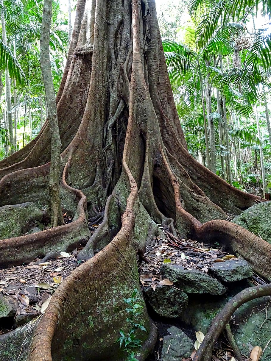 contrafforte, tronco, albero di fichi, tropicale, Figura, albero, foresta pluviale, ambiente, foresta, Australia, tronco d'albero, natura, radice, nessuno, bosco, pianta, crescita, bellezza nella natura, terra, la tranquillità, parte vegetale, giorno, all'aperto, colore verde, scenics - natura, scena non urbana, muschio, 4K