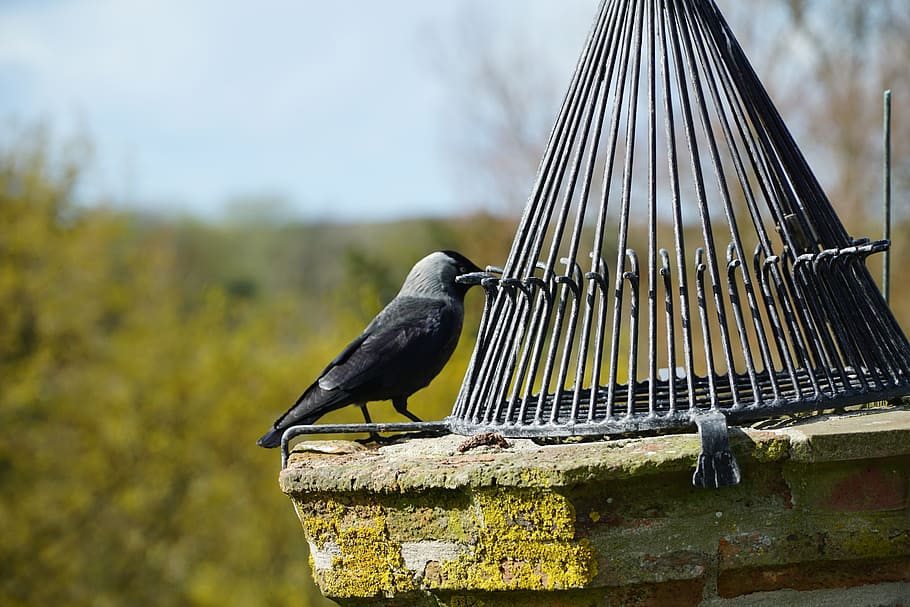 camino, sussidio, castello, uccello, natura, animale, all'aperto, un animale, temi animali, fauna selvatica, animali allo stato selvatico, appollaiati, vertebrato, concentrarsi sulle conoscenze acquisite, giorno, nessuno, lunghezza intera, avvicinamento, ringhiera, colore nero, giallo, vista laterale, legno - materiale, 5K