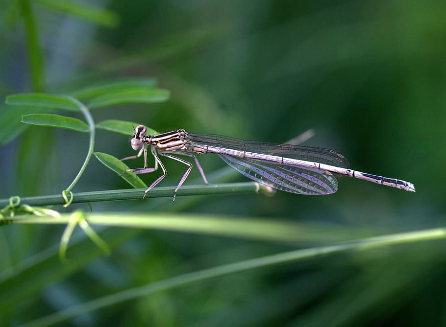 libellula, Insecta, Ali, riposo, pianta, invertebrato, insetto, animale, temi animali, fauna selvatica, animali allo stato selvatico, un animale, avvicinamento, parte vegetale, foglia, colore verde, natura, nessuno, damselfly, ala animale, concentrarsi sulle conoscenze acquisite, giorno, all'aperto, bellezza nella natura, filo d'erba, 2K