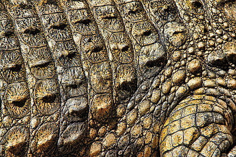 cocodril gris, cocodril, textura, naturalesa, estructura, patró, superfície, resum, esquerdat, marró, verd, rèptil, animal, vida salvatge, pell d’animals, primer pla, animals a la natura, carnívor, marc complet, fons, temes d'animals, cap gent, fauna animal, un animal, part del cos dels animals, escala d’animals, vertebrats, a l'aire lliure, dia, ull d’animals, 4K, CC0, domini públic, lliure de regalies