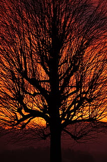 Baum, Sonnenuntergang, ästhetisch, Geäst, Stamm, einsamer Baum, Himmel, abendstimmung, Abendhimmel, feurig, rot, Gelb, Orange, Licht, Gegenlicht, Wolken, bewölkter Himmel, Wolkenglühen, einzeln stehend, individuell, isoliert, glühend, Burstweid, Wyssachen, Schweiz, einzelner Baum, Baumstamm, kahler Baum, Silhouette, Ast, Natur, szenen, Kiefer, draußen, Pflanze, Kofferraum, Schönheit in der Natur, orange Farbe, Szenen - Natur, keine Leute, Flachwinkelansicht, Ruhe, Wachstum, Land, ruhige Szene, 8K, CC0, gemeinfrei, lizenzfrei