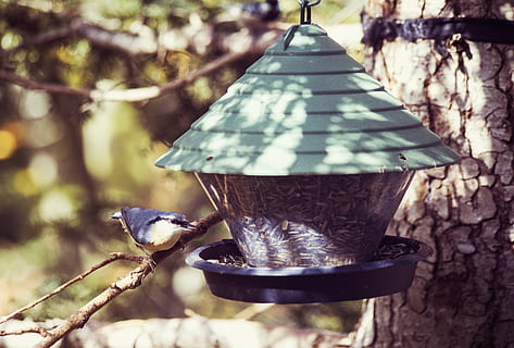 Vogel, Voliere, Nistkasten, Vogelfütterer, Baumhaus, Buntspecht, Wald, Vögel, Nest, Waldvogel, Fütterung, Natur, Tier, Garten, Nistplatz, Futter, Specht, tit, Rasse, Tierthemen, Tiere in freier Wildbahn, Tierwelt, Wirbeltier, Fokus auf den Vordergrund, Baum, Tag, ein Tier, hocken, keine Leute, Nahansicht, hängend, Lichtanlage, draußen, Sonnenlicht, Metall, elektrische Lampe, 4K, CC0, gemeinfrei, lizenzfrei