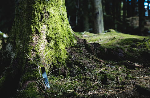 vert, algues, couvert, arbre, arbre vert, bleu, noir, plume, racines d'arbres, mousse, racine, forêt, la nature, des bois, en plein air, couleur verte, plante, paysage, tronc d'arbre, personne, paysages, environnement, été, feuille, beauté dans la nature, tranquillité, tronc, croissance, terre, journée, se concentrer sur le premier plan, écorce, fermer, bois - matériau, texturé, 4K, CC0, domaine public, libre de droits