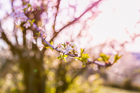 Tilt Shift Foto, Rosa, Blume, selektiv, fokus fotografie, Blumen, Natur, Baum, Frühling, Ast, blühen, pinke Farbe, Blütenkopf, Jahreszeit, Blütenblatt, Pflanze, draußen, Frische, Kirschblüte, Nahansicht, Schönheit in der Natur, Unscharf gestellt, Tag, Blatt, Japan, Hintergründe, Zerbrechlichkeit, blühende Pflanze, Verletzlichkeit, Wachstum, selektiver Fokus, keine Leute, Kirschbaum, Weichheit, hell, 5K, CC0, gemeinfrei, lizenzfrei