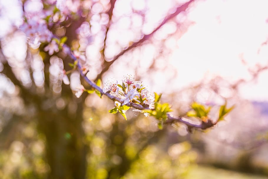 Tilt Shift Foto, Rosa, Blume, selektiv, fokus fotografie, Blumen, Natur, Baum, Frühling, Ast, blühen, pinke Farbe, Blütenkopf, Jahreszeit, Blütenblatt, Pflanze, draußen, Frische, Kirschblüte, Nahansicht, Schönheit in der Natur, Unscharf gestellt, Tag, Blatt, Japan, Hintergründe, Zerbrechlichkeit, blühende Pflanze, Verletzlichkeit, Wachstum, selektiver Fokus, keine Leute, Kirschbaum, Weichheit, hell, 5K