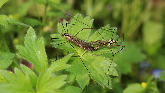 forår, kobling, myg, have, insekt, dyre temaer, dyr, dyreliv, dyr i naturen, hvirvelløse, grøn farve, et dyr, plante del, blad, plante, natur, tæt på, fokus på forgrunden, dag, dyrefløj, selektiv fokusering, udendørs, ingen mennesker, vækst, 5K, CC0, offentligt domæne, royaltyfrie