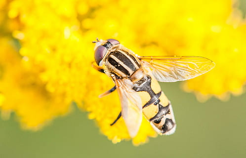 hoverfly, insetto, vicino, macro, giallo, ala, chitina, temi animali, animale, un animale, fauna selvatica, animali allo stato selvatico, invertebrato, avvicinamento, bellezza nella natura, natura, fiore, pianta fiorita, fragilità, ape, nessuno, impollinazione, petalo, pianta, freschezza, all'aperto, testa di fiore, 2K, CC0, dominio pubblico, privo di copyright