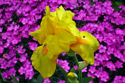 blomst, iris, gul, vår, nærbilde, hage, blomstrende plante, sårbarhet, petal, skjørhet, anlegg, skjønnhet i naturen, blomsterhodet, inflorescence, vekst, friskhet, natur, lilla, ingen folk, fokusere på forgrunnen, rosa farge, levende farge, utendørs, våren, iris - plante, mykhet, 2K, CC0, offentlig domene, opphavsrett gratis
