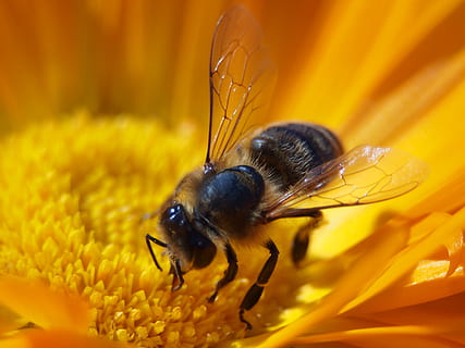 negre, abella, xuclar, flor, insecte, macro, naturalesa, mel d'abella, invertebrat, fauna animal, planta amb flors, temes d'animals, animal, groc, un animal, bellesa a la natura, animals a la natura, fragilitat, pètal, vulnerabilitat, primer pla, planta, cap de flor, frescor, polinització, cap gent, a l'aire lliure, pol·len, Abellot, ala dels animals, 4K, CC0, domini públic, lliure de regalies