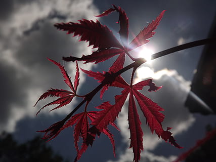 clouds, japanese maple, light, shadow, nature, leaf, plant, plant part, beauty in nature, sky, close-up, red, no people, growth, sun, focus on foreground, sunlight, cloud - sky, day, tree, outdoors, tranquility, maple leaf, lens flare, change, leaves, 4K, CC0, public domain, royalty free