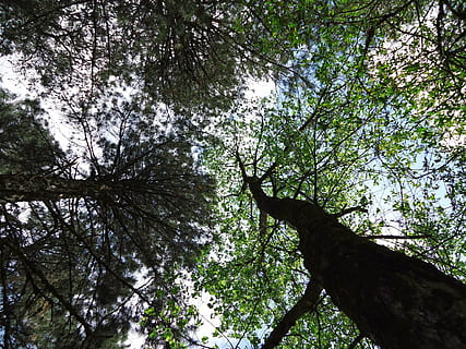 Bäume, Wald, Tassen, Natur, Baum, Pflanze, Flachwinkelansicht, Wachstum, Ast, Kofferraum, Baumstamm, Tag, Schönheit in der Natur, Ruhe, keine Leute, Baumkrone, Land, draußen, Himmel, grüne Farbe, Nicht-städtische Szene, Szenen - Natur, direkt darunter, 1080P, CC0, gemeinfrei, lizenzfrei