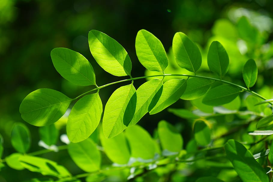 fulles verdes, arce comú, full, verd, Robinia, venes de les fulles, filigrana, estructures de fulles, arbre, brilli a través, tons verds, llum, Verd clar, verd fosc, robinia pseudoacacia, fals acàcia, pluja de plata, planta ornamental, plantes de pastura d’estiu, abelles, llum de fons, branca, verd de fulla, clorofil·la, fulles, schotendorn general, arbre caducifoli verd estiu, verd d'estiu, arbre caducifoli, translúcid, verd brillant, brillant, naturalesa, color verd, medi ambient, bosc, planta, frescor, fons, estiu, primer pla, exuberant fullatge, part de la planta, creixement, cap gent, dia, enfocament selectiu, bellesa a la natura, a l'aire lliure, centrar-se en primer pla, trèvol, terra, herba, camp, 5K