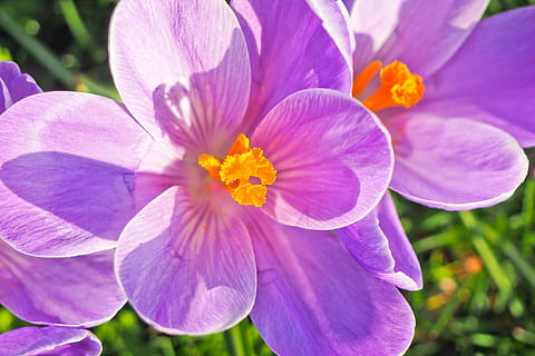 sélectif, photographie de mise au point, violet, fleur pétale, crocus, fleur, printemps, fleur de printemps, Floraison, début de floraison, bühen, Fermer, la nature, Frühlingsanfang, jardin, crocus de printemps, fleur mauve, blanc, réveil du printemps, herbe, vert, Prairie, ambiance, fièvre printanière, prairie de printemps, pré de fleurs, signes du printemps, flore, plante, brillant, fleur du soleil, rose, plante rose, fleurs, début de l'été, farbenpracht, belle, timbre, Couleur, coloré, plante ornementale, bleu, pétale, en plein air, journée, beauté dans la nature, tête de fleur, plante à fleurs, fraîcheur, fragilité, vulnérabilité, inflorescence, croissance, pollen, se concentrer sur le premier plan, personne, lumière du soleil, étamine, iris, 4K, CC0, domaine public, libre de droits