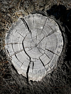 tronco, argolas, seção, Lena, corte transversal, madeira, textura, desgastado, rachaduras, tronco cortado, madeira - material, toco de árvore, registro, árvore, tronco de árvore, natureza, indústria madeireira, círculo, floresta, Castanho, concêntrico, anel de árvore, origens, latido, texturizado, forma geométrica, desmatamento, forma, terra, fechar-se, problemas ambientais, dia, ao ar livre, ninguém, 4K, CC0, domínio público, royalty free